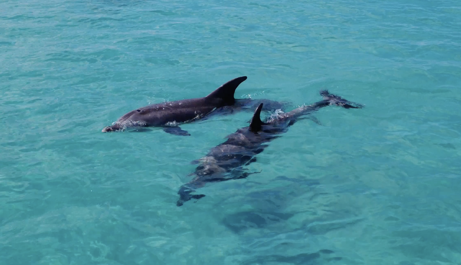 Dolphins alongside